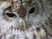 Strix aluco 28, Bosuil, Saxifraga-Mark Zekhuis