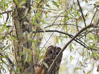 Strix aluco 3, Bosuil, Saxifraga-Martin Mollet