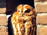 Strix aluco 30, Bosuil, Saxifraga-Bart Vastenhouw