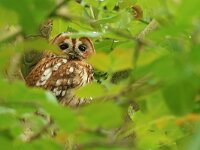 Strix aluco 34, Bosuil, Saxifraga-Mark Zekhuis