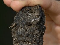 Braakbal van een Kerkuil; Pallet of a Barn owl  Braakbal van een Kerkuil; Pallet of a Barn owl : Amanita muscaria, Dirk Hoogenstein, Fly agaric, boy, buiten, child, gras, heath, heide, jongetje, kijken, kind, kleuter, mushroom, outdoor recreation, paddestoel, playing, recreatie, spelen, toddler, vliegenzwam, watching