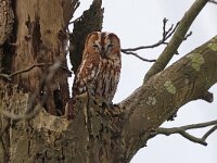 Strix aluco 36, Bosuil, Saxifraga-Mark Zekhuis