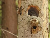 Strix aluco 37, Bosuil, Saxifraga-Mark Zekhuis