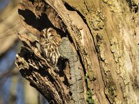 Strix aluco 39, Bosuil, adult, Saxifraga-Theo Verstrael