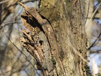 Strix aluco 42, Bosuil, adult, Saxifraga-Theo Verstrael