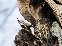 Strix aluco 43, Bosuil, adult, Saxifraga-Theo Verstrael