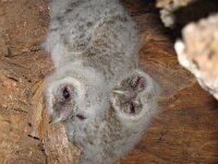 Strix aluco 7, Bosuil, pullus, Saxifraga-Martin Mollet