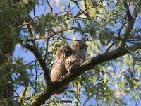 Strix aluco 8, Bosuil, pullus, Saxifraga-Martin Mollet