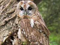 Strix aluco 9, Bosuil, Saxifraga-Martin Mollet