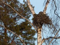 Strix nebulosa 2, Laplanduil, Saxifraga-Mark Zekhuis
