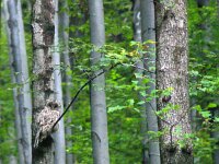 Strix uralensis 3, Oeraluil, adult, Saxifraga-Theo Verstrael