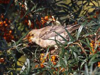Pastor roseus 10, Roze spreeuw, Saxifraga-Bart Vastenhouw