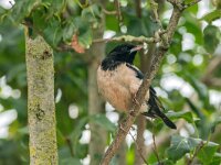 Pastor roseus 19, Roze spreeuw, adult, Saxifraga-Theo Verstrael