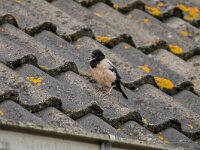 Pastor roseus 22, Roze spreeuw, adult, Saxifraga-Theo Verstrael