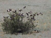 Pastor roseus 6, Roze spreeuw, Saxifraga-Mark Zekhuis