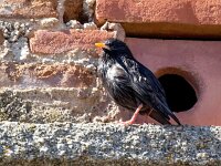 Sturnus unicolor 10, Zwarte spreeuw, Saxifraga-Bart Vastenhouw