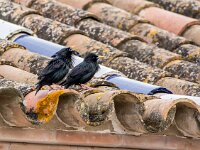 Sturnus unicolor 13, Zwarte spreeuw, adult, Saxifraga-Theo Verstrael