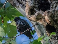 Sturnus unicolor 14, Zwarte spreeuw, adult, male, Saxifraga-Theo Verstrael