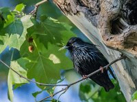 Sturnus unicolor 15, Zwarte spreeuw, adult, male, Saxifraga-Theo Verstrael