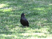 Sturnus unicolor 7, Zwarte spreeuw, Saxifraga-Henk Baptist