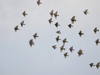 Sturnus vulgaris 10, Spreeuw, Saxifraga-Peter Meininger