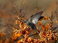 Sturnus vulgaris 13, Spreeuw, Saxifraga-Piet Munsterman