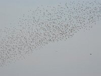 Sturnus vulgaris 14, Spreeuw, Saxifraga-Luc Hoogenstein