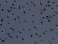 Sturnus vulgaris 16, Spreeuw, Saxifraga-Luc Hoogenstein