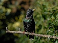 Sturnus vulgaris 17, Spreeuw, Saxifraga-Piet Munsterman