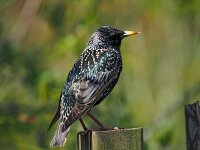 Sturnus vulgaris 189, Spreeuw, Saxifraga-Hans Dekker