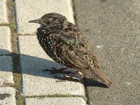 Sturnus vulgaris 2, Spreeuw, Saxifraga-Jan van der Straaten