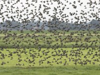 Spreeuw, Sturnus vulgaris, common starling  Spreeuw, Sturnus vulgaris, common starling : Spreeuw, Sturnus vulgaris, birds, cloud, common starling, flock, flocking, flying, groep, group, many, mass, massa, migrating, slaapplaats, trekken, veel, vliegend, vogels, wolk, zwerm, zwermen