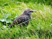 Sturnus vulgaris 204, Spreeuw, Saxifraga-Bart Vastenhouw