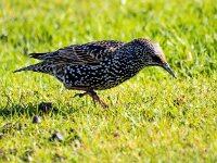 Sturnus vulgaris 205, Spreeuw, Saxifraga-Bart Vastenhouw