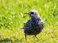 Sturnus vulgaris 206, Spreeuw, Saxifraga-Bart Vastenhouw