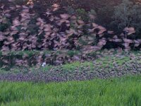 Sturnus vulgaris 209, Spreeuw, Saxifraga-Tom Heijnen
