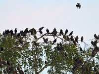 Sturnus vulgaris 210, Spreeuw, Saxifraga-Tom Heijnen