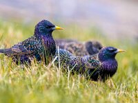 Flock of common starling in a grass field  Shiny plumage of common starling (Sturnus vulgaris) during mating and migration season in early march : Avian, Netherlands, alone, animal, background, beak, beautiful, bill, bird, black, blue, bright, color, colorful, common, cute, day, european, exotic, eye, feather, female, garden, green, iridescent, life, looking, male, nature, one, ornithology, outside, park, plumage, portrait, purple, sky, species, splendid, spotted, spring, springtime, starling, starlings, sturnus, sunny, vulgaris, wild, wildlife, wing