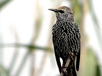 Sturnus vulgaris 22, Spreeuw, Saxifraga-Iztok Skornik