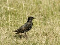 Sturnus vulgaris 23, Spreeuw, 1 st year, Saxifraga-Jan van der Straaten