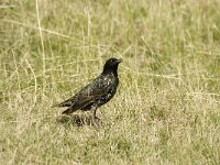 Sturnus vulgaris 24, Spreeuw, 1 st year, Saxifraga-Jan van der Straaten