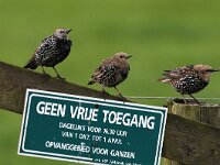 Sturnus vulgaris 27, Spreeuw, juvenile, Saxifraga-Piet Munsterman