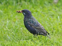 Sturnus vulgaris 30, Spreeuw, Saxifraga-Ab H Baas