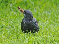 Sturnus vulgaris 31, Spreeuw, Saxifraga-Ab H Baas