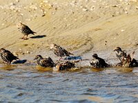 Sturnus vulgaris 33, Spreeuw, Saxifraga-Piet Munsterman