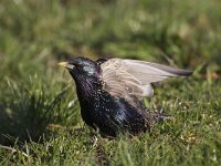 Herfstkleuren; Autumn colors : spring, groen, nature, Utrecht, bird, water, vogel, gras, Groene hart, Polder Eemland, Natuurmonumenten, green, The Netherlands, aves, Nederland, veenweide, Eemnes, voorjaar, vogels, lente, natuur, grass