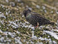 Sturnus vulgaris 38, Spreeuw, Saxifraga-Rik Kruit