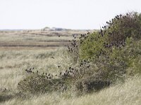 Sturnus vulgaris 39, Spreeuw, Saxifraga-Mark Zekhuis