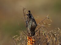 Sturnus vulgaris 4, Spreeuw, Saxifraga-Piet Munsterman