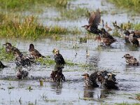 Sturnus vulgaris 40, Spreeuw, Saxifraga-Bart Vastenhouw